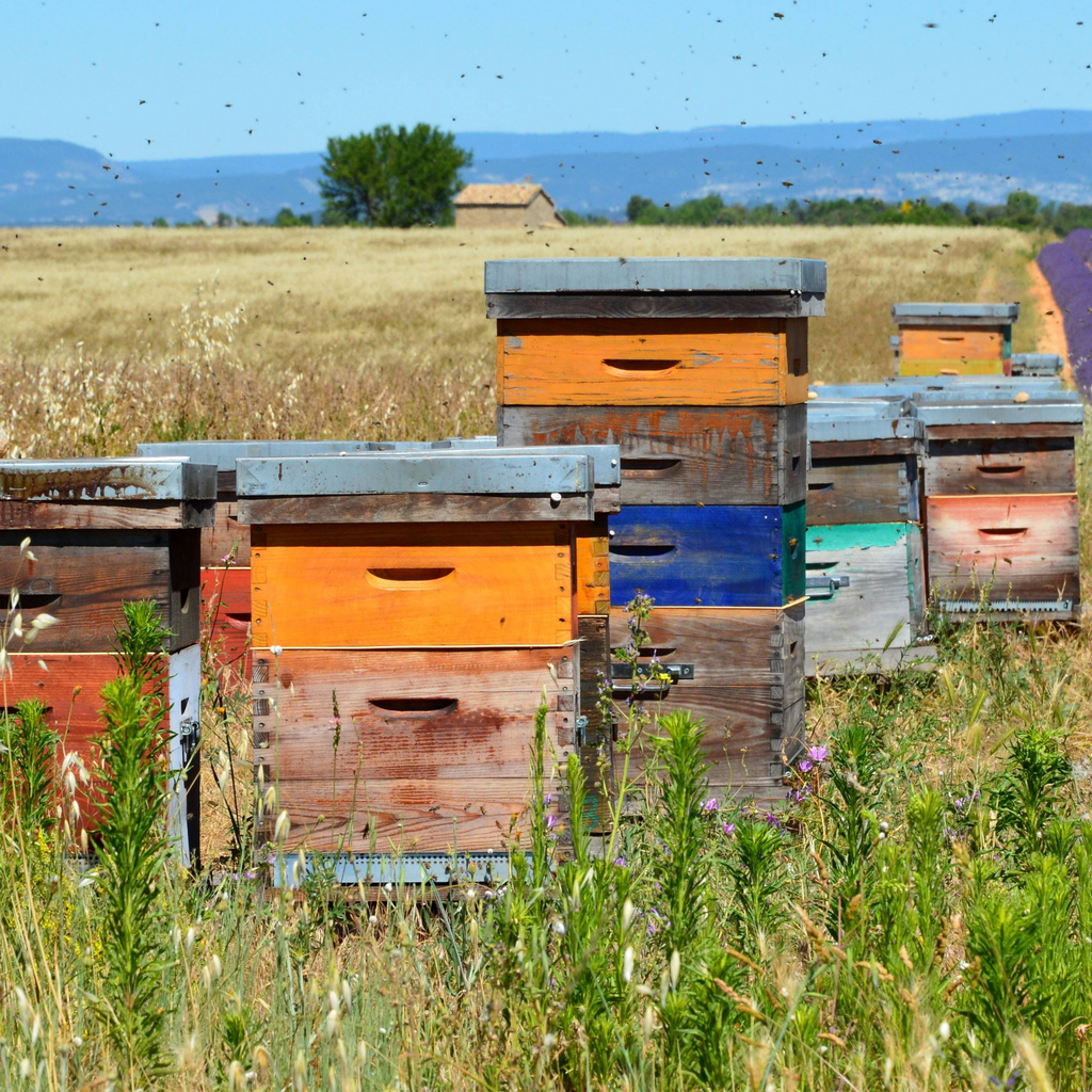 Tečaj Pčelarenja / Rad s pčelama / Pčelarska proizvodnja