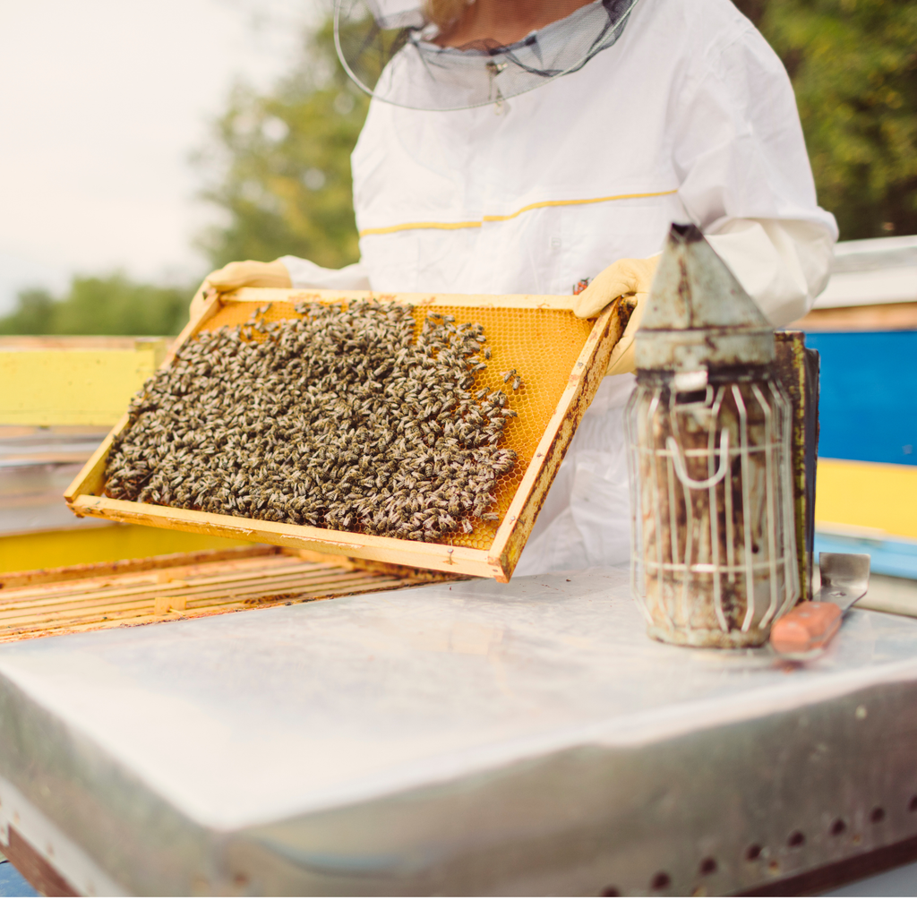 Tečaj Pčelarenja / Rad s pčelama / Pčelarska proizvodnja
