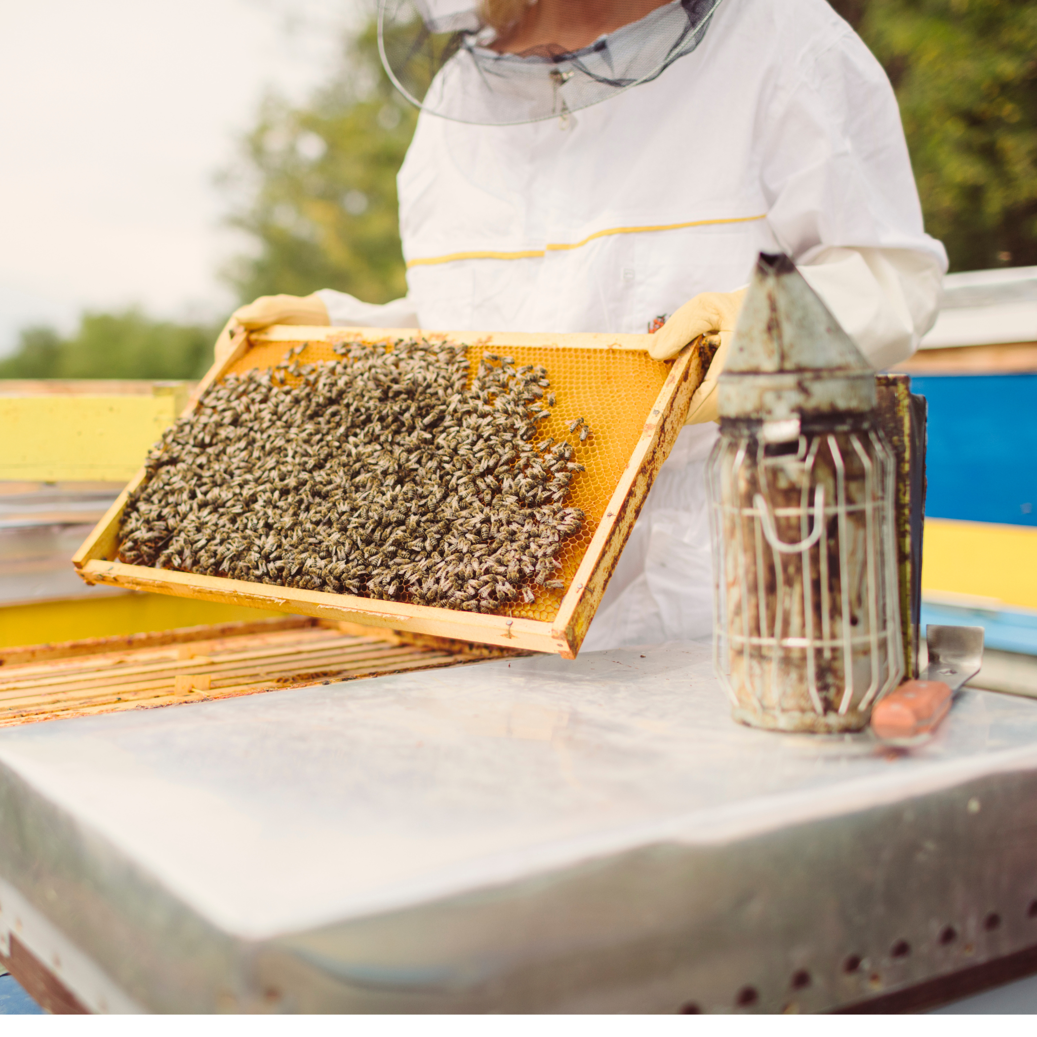 Tečaj Pčelarenja / Rad s pčelama / Pčelarska proizvodnja