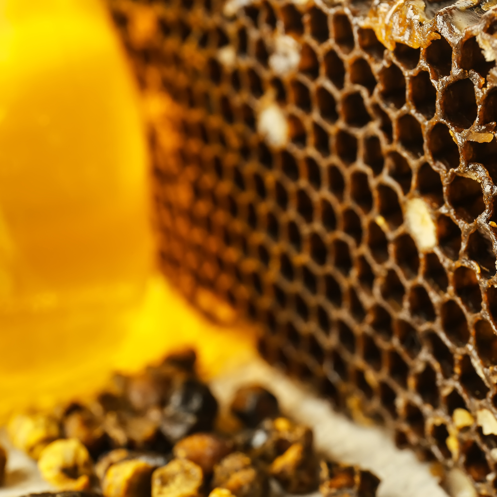 Pčelinji kruh / Perga