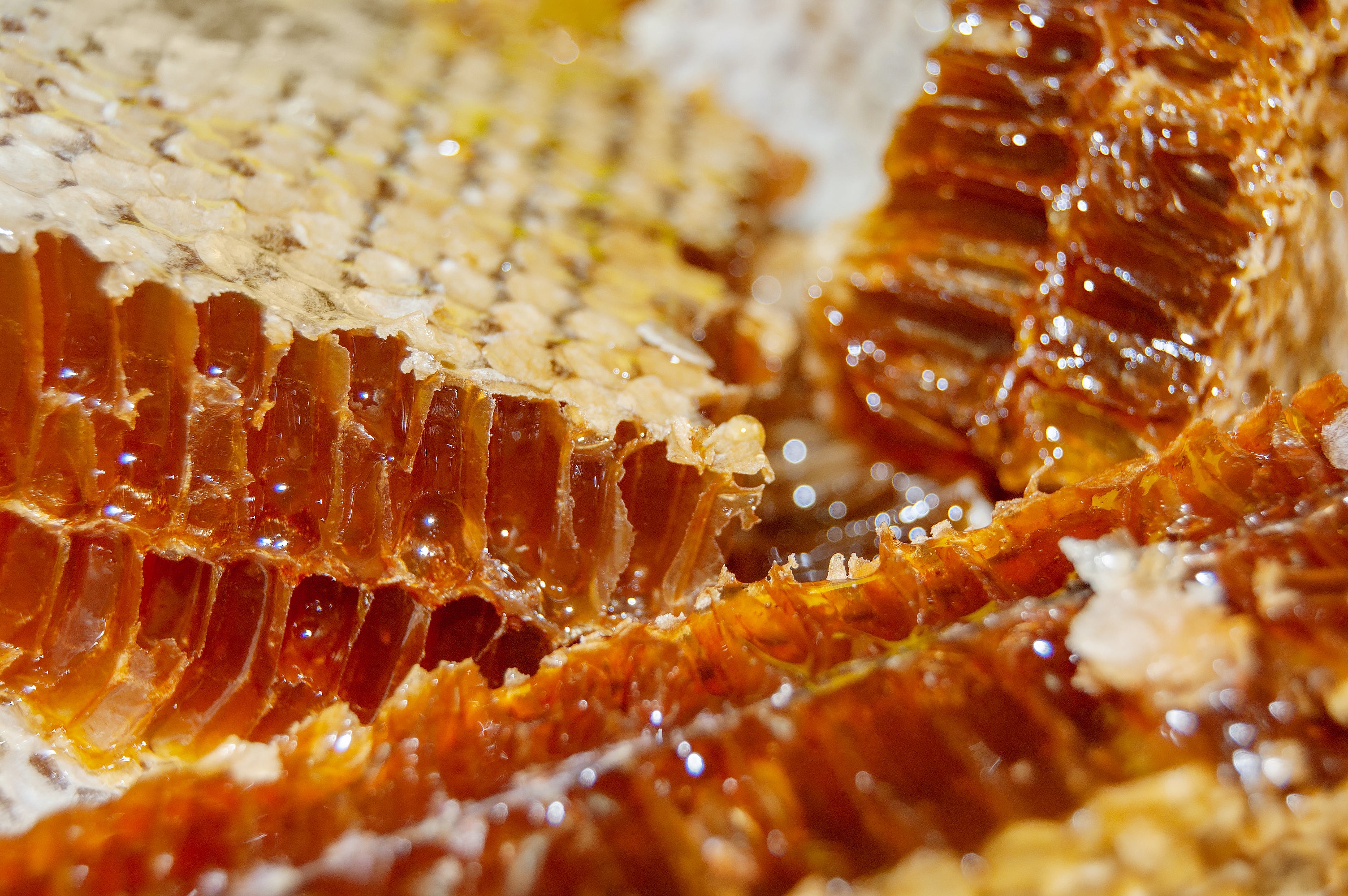 Košnica za najam - Korisnikova košnica / Kupi košnicu / Usvoji košnicu